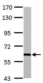 Western blot - Anti-FASTK antibody (AB97544)