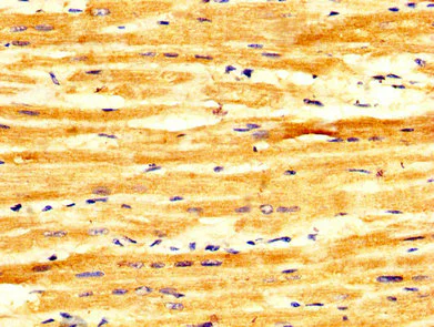 Immunohistochemistry (Formalin/PFA-fixed paraffin-embedded sections) - Anti-FASTKD2 antibody (AB235113)
