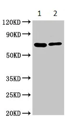Western blot - Anti-FASTKD2 antibody (AB235113)