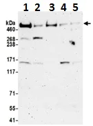 Western blot - Anti-FAT/FAT1 antibody (AB190242)