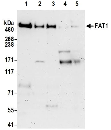 Western blot - Anti-FAT/FAT1 antibody (AB241372)