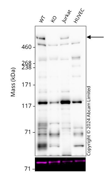 Western blot - Anti-FAT/FAT1 antibody (AB241372)
