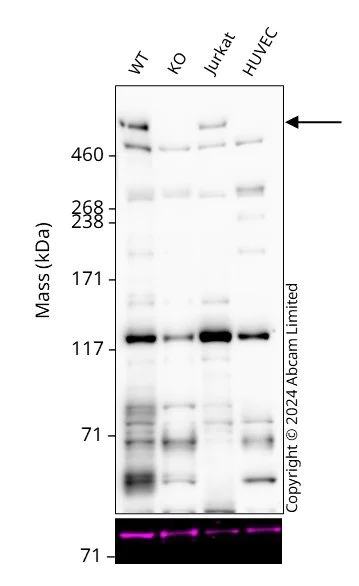 Western blot - Anti-FAT/FAT1 antibody (AB241372)