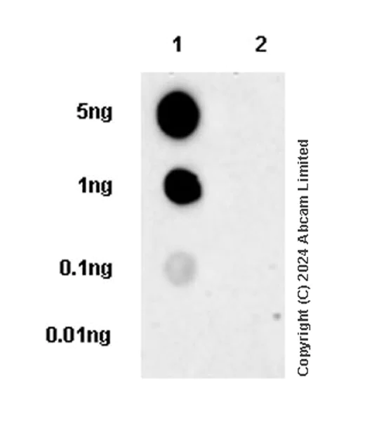 Dot Blot - Anti-FAT/FAT1 antibody [EPR27361-28] - BSA and Azide free (AB324787)