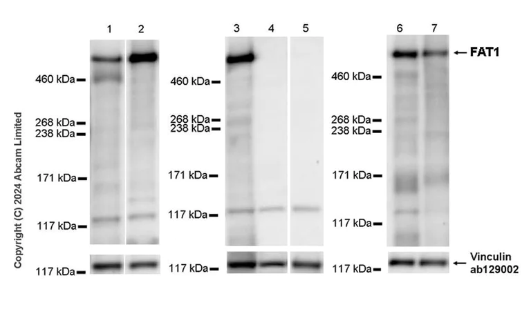 Western blot - Anti-FAT/FAT1 antibody [EPR27361-28] - BSA and Azide free (AB324787)