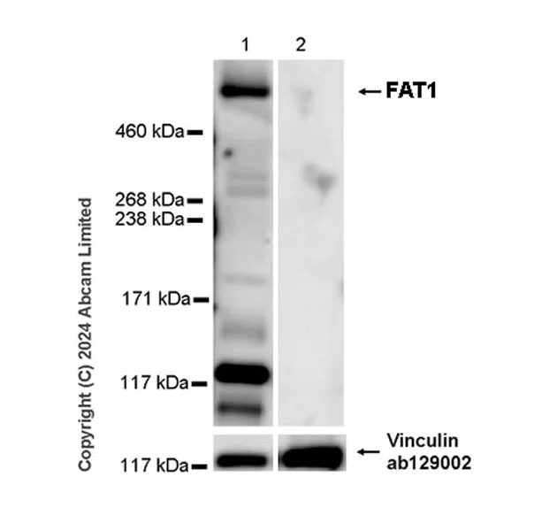 Western blot - Anti-FAT/FAT1 antibody [EPR27361-28] - BSA and Azide free (AB324787)