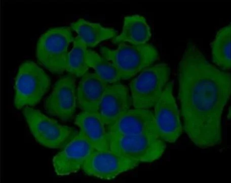 Immunocytochemistry/ Immunofluorescence - Anti-FAT4 antibody (AB130076)