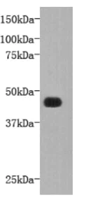 Western blot - Anti-FAT4 antibody (AB130076)