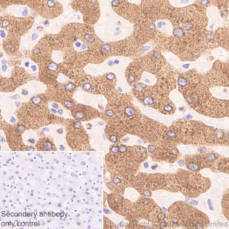 Immunohistochemistry (Formalin/PFA-fixed paraffin-embedded sections) - Anti-FATP2 antibody [EPR29808-543] - BSA and Azide free (AB326591)