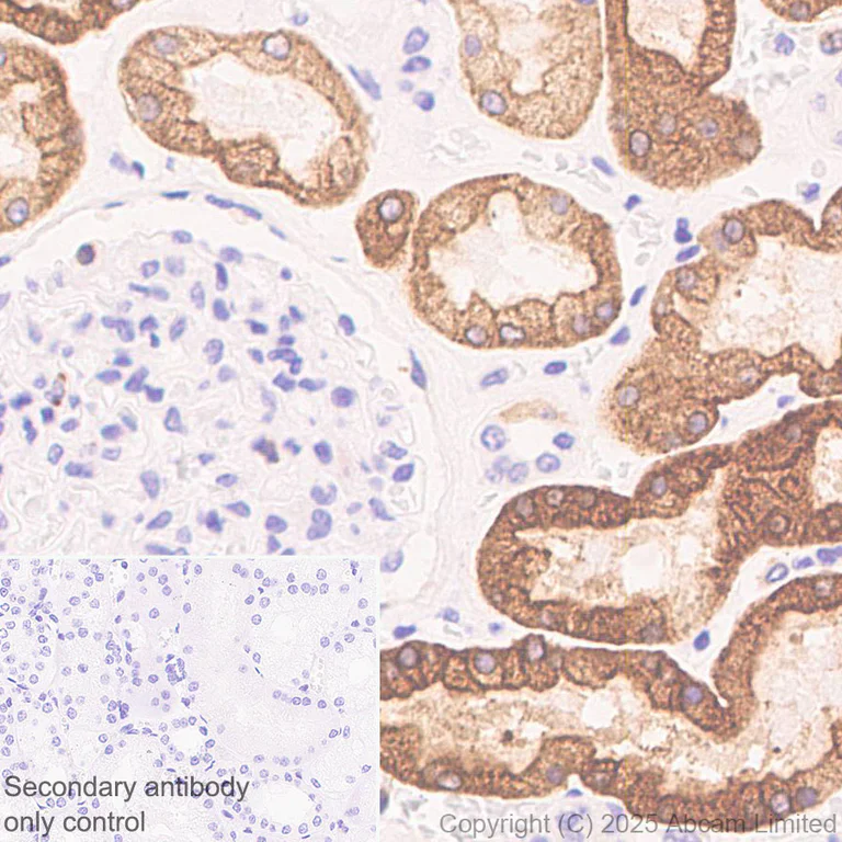 Immunohistochemistry (Formalin/PFA-fixed paraffin-embedded sections) - Anti-FATP2 antibody [EPR29808-543] - BSA and Azide free (AB326591)