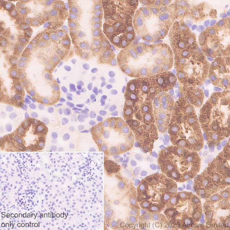 Immunohistochemistry (Formalin/PFA-fixed paraffin-embedded sections) - Anti-FATP2 antibody [EPR29808-543] - BSA and Azide free (AB326591)