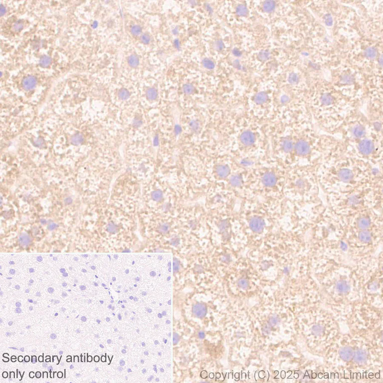Immunohistochemistry (Formalin/PFA-fixed paraffin-embedded sections) - Anti-FATP2 antibody [EPR29808-543] - BSA and Azide free (AB326591)