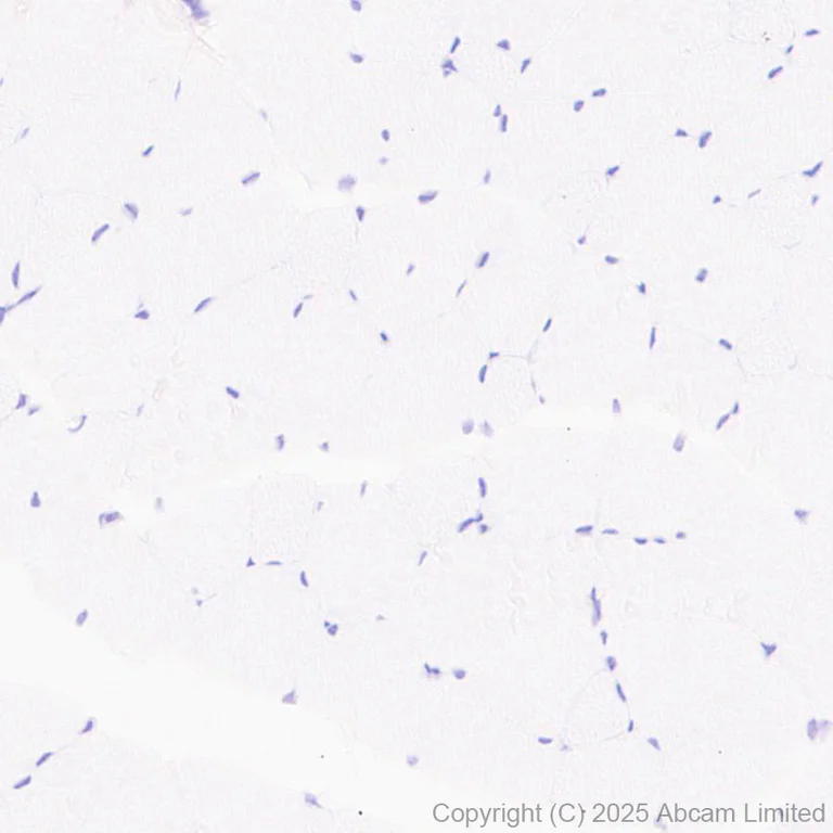 Immunohistochemistry (Formalin/PFA-fixed paraffin-embedded sections) - Anti-FATP2 antibody [EPR29808-543] - BSA and Azide free (AB326591)