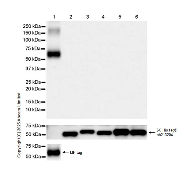 Western blot - Anti-FATP2 antibody [EPR29808-543] - BSA and Azide free (AB326591)