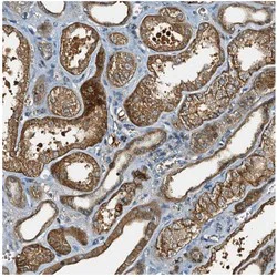 Immunohistochemistry (Formalin/PFA-fixed paraffin-embedded sections) - Anti-FATS antibody (AB122497)