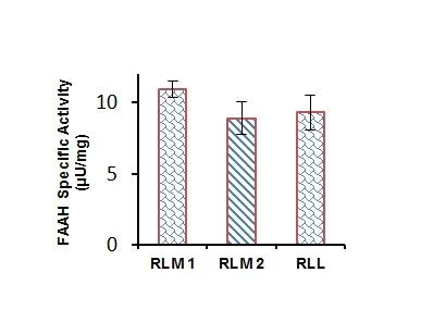 Functional Studies - Fatty Acid Amide Hydrolase Activity Assay Kit (Fluorometric) (AB252895)