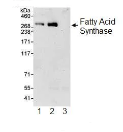 Immunoprecipitation - Anti-Fatty Acid Synthase antibody (AB99359)