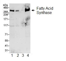 Western blot - Anti-Fatty Acid Synthase antibody (AB99359)