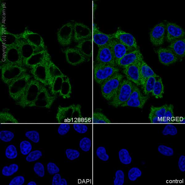 Immunocytochemistry/ Immunofluorescence - Anti-Fatty Acid Synthase antibody [EPR7465] (AB128856), expandable thumbnail
