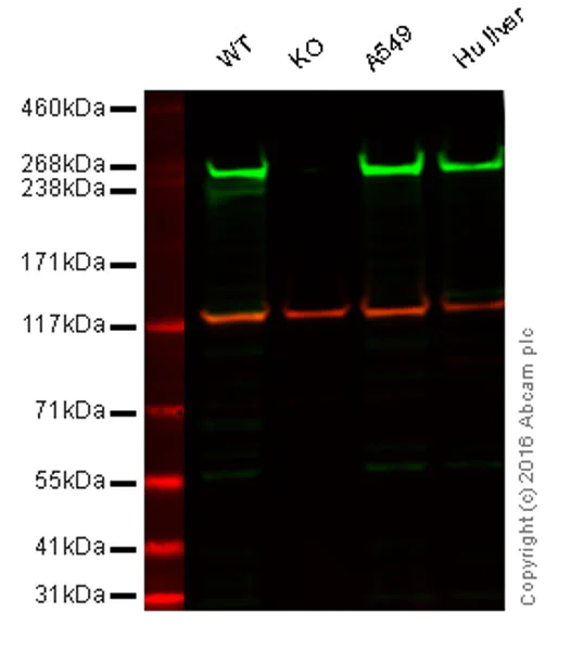 Western blot - Anti-Fatty Acid Synthase antibody [EPR7465] (AB128856)