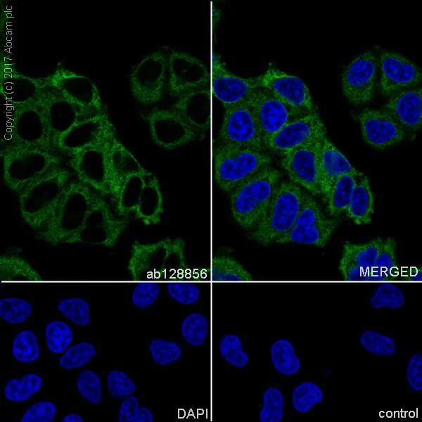 Immunocytochemistry/ Immunofluorescence - Anti-Fatty Acid Synthase antibody [EPR7465] - BSA and Azide free (AB227083)
