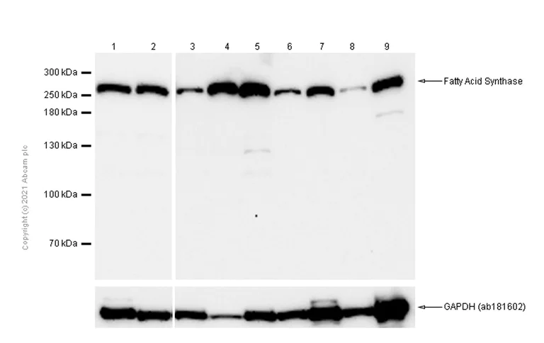 Western blot - Anti-Fatty Acid Synthase antibody [EPR7465] - BSA and Azide free (AB227083)