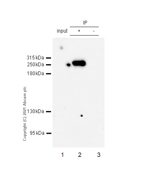 Immunoprecipitation - Anti-Fatty Acid Synthase antibody [EPR7466] (AB128870), expandable thumbnail