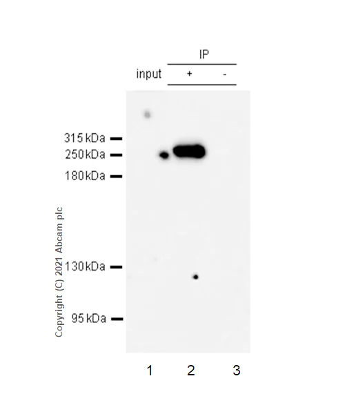 protein ZXDC Fusion Protein Ag14392 | Proteintech