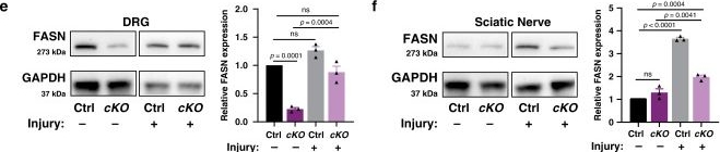 Western blot - Anti-Fatty Acid Synthase antibody [EPR7466] (ab128870), expandable thumbnail