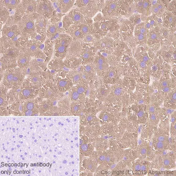 Immunohistochemistry (Formalin/PFA-fixed paraffin-embedded sections) - Anti-Fatty Acid Synthase antibody [EPR7466] - BSA and Azide free (AB221934)