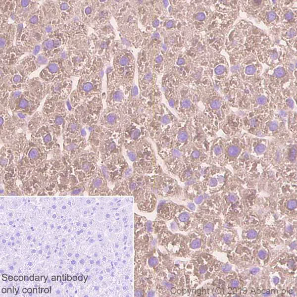 Immunohistochemistry (Formalin/PFA-fixed paraffin-embedded sections) - Anti-Fatty Acid Synthase antibody [EPR7466] - BSA and Azide free (AB221934)