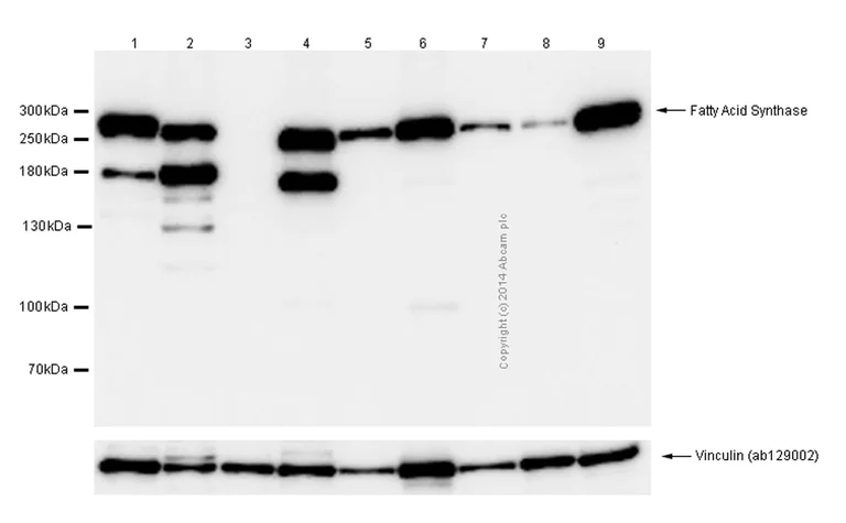 Western blot - Anti-Fatty Acid Synthase antibody [EPR7466] - BSA and Azide free (AB221934)