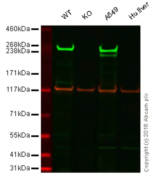 Western blot - Anti-Fatty Acid Synthase antibody [EPR7466] - BSA and Azide free (AB221934)