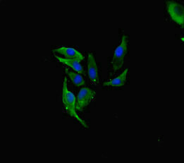 Immunocytochemistry/ Immunofluorescence - Anti-FAU / 40S ribosomal protein S30 antibody (AB234835)