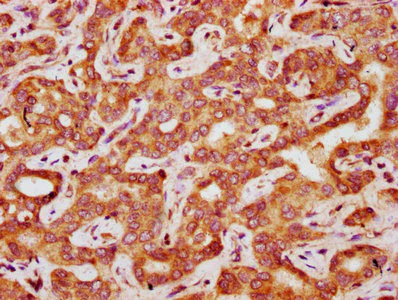 Immunohistochemistry (Formalin/PFA-fixed paraffin-embedded sections) - Anti-FAU / 40S ribosomal protein S30 antibody (AB239073)