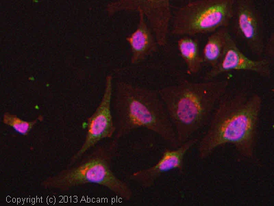 Immunocytochemistry/ Immunofluorescence - Anti-FBP1 antibody [EPR4620] (AB109732)