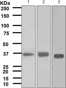 Western blot - Anti-FBP1 antibody [EPR4620] (ab109732), expandable thumbnail