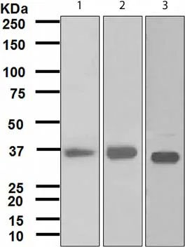 Western blot - Anti-FBP1 antibody [EPR4620] (AB109732)