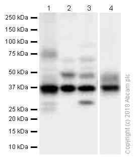 Western blot - Anti-FBP1 antibody [EPR4620] (AB109732)