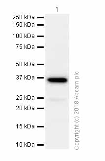 Western blot - Anti-FBP1 antibody [EPR4620] (AB109732), expandable thumbnail