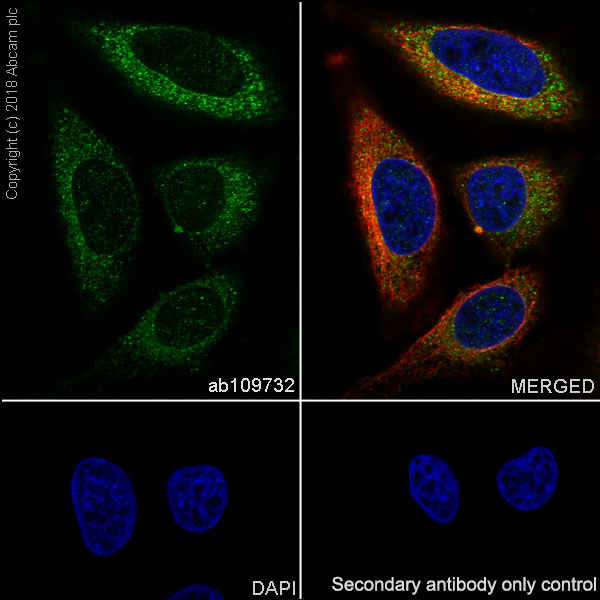 Immunocytochemistry/ Immunofluorescence - Anti-FBP1 antibody [EPR4620] - BSA and Azide free (AB240944), expandable thumbnail