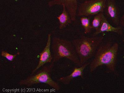 Immunocytochemistry/ Immunofluorescence - Anti-FBP1 antibody [EPR4620] - BSA and Azide free (AB240944), expandable thumbnail