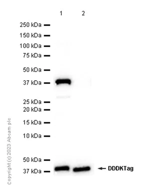 Western blot - Anti-FBP1 antibody [EPR4620] - BSA and Azide free (AB240944)