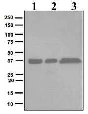 Western blot - Anti-FBP1 + FBP2 antibody [EPR4619] (AB109020)