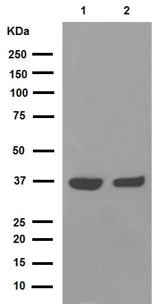 Western blot - Anti-FBP1 + FBP2 antibody [EPR4619] (AB109020)