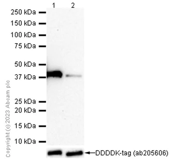 Western blot - Anti-FBP1 + FBP2 antibody [EPR4619] (AB109020)