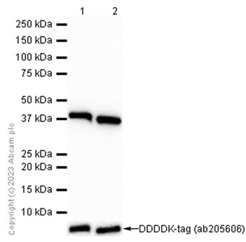 Western blot - Anti-FBP1 + FBP2 antibody [EPR7435] - BSA and Azide free (AB248412), expandable thumbnail