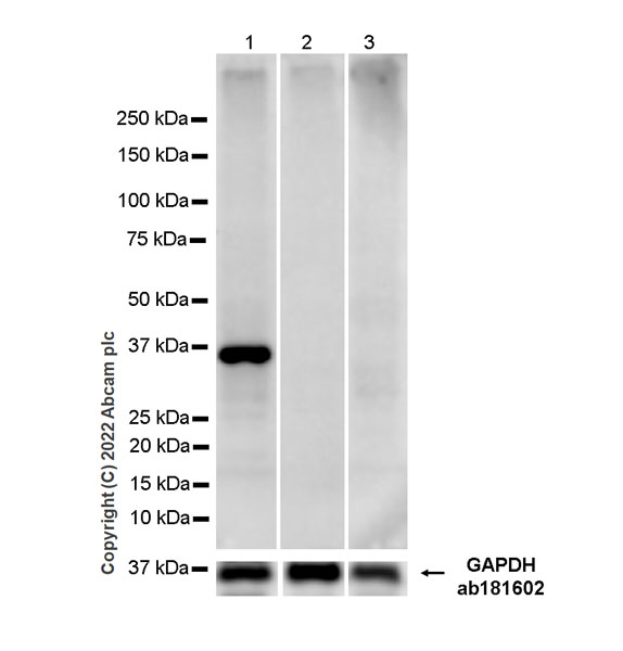 Western blot - Anti-FBP1 + FBP2 antibody [EPR7435] - BSA and Azide free (AB248412), expandable thumbnail