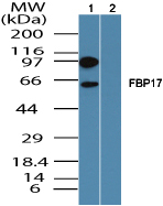Western blot - Anti-FBP17 antibody (AB150577)