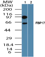 Western blot - Anti-FBP17 antibody (AB150577)